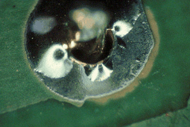 Figure 2: Burring on the copper pads caused this defect Figure 2: Burring on the copper pads caused this defect